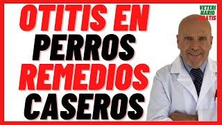 🟢  Otitis en Perros Como Curar con Remedios Caseros  🟢 ¿Mi perro tiene Otitis qué le puedo dar?