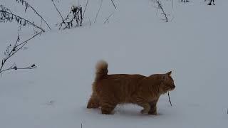 BARSIK - Kurilian Bobtail