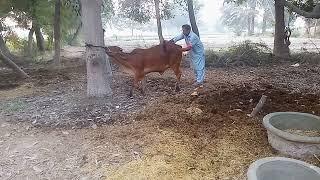 my red cow is near to its fertilization period so we do artificial insemination (AI)pd