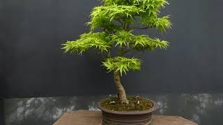 V45: Bonsai " Sharp`s Pygmy " cool acer variety