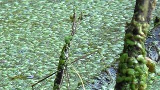 Waterscorpion ovipositing (Nepidae Ranatra - possibly fusca)