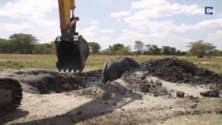 Dramatic Rescue Of An Elephant Stuck In Mud