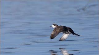 Ciénega: Protecting Wetlands for Birds