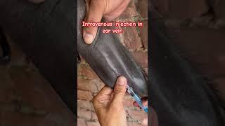 Intravenous injection l dr Umar Khan
