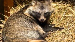 Енотовидная собака/Raccoon dog