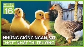 Những giống ngan, vịt “hot” nhất thị trường | VTC16