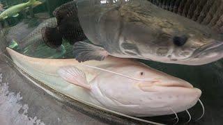 Wels (or rather mine) exposé: neither arapaima, nor wallago responsible for koi tail damage spree