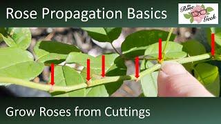  Propagate Roses from Cuttings // Lessons Learned to Grow Roses from Cuttings