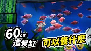 60cm的2尺造景魚缸開缸教學！手作女神的第一缸 feat. 莎莎手作 @shashahandmae1225