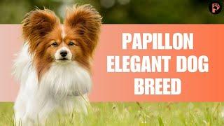 Everything You Need to Know About This Papillon Dog Breed