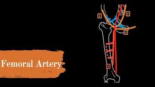 Femoral Artery (Course + Branches)