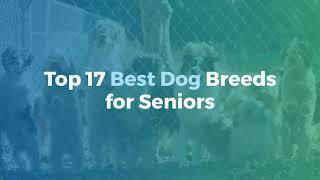 Top 17 Dog Breeds For Seniors