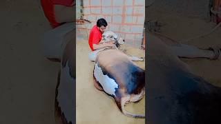 Nawab House Qurbani 2024 | Shahzaib Nawab Ka Khubsurat Janwar Mashallah |