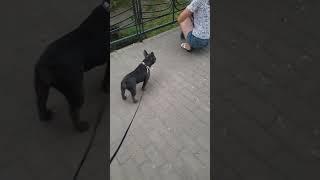 French Bulldog / Французский Бульдог #frenchbulldog #французскийбульдог #puppy #dog #BatmanSelina