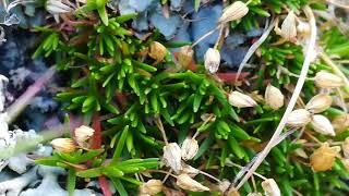 Small gardens btw rocks, alpine flora, carpathian mountains