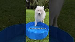 Dog prefers mud bath over pool  #fun #samoyed #mudbath #dog #pool