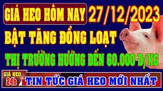 Giá heo hơi ngày 27/12/2023 - BẬT TĂNG ĐỒNG LOẠT, HƯỚNG ĐẾN MỐC 60.000 ĐỒNG/KG