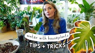 Winter Plant Drama SOLVED  Keep Your Plants Thriving All Year Round