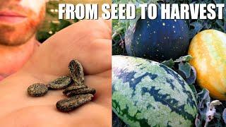 Growing Watermelons From START TO FINISH - Tips and Tricks and Some Unusual Varieties