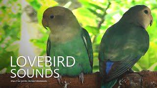 Peach-Faced Lovebirds Sounds - Lovebird Chirping in The Morning