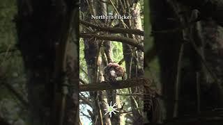 Northern Flicker Singing & Preening