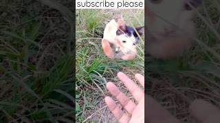 funny catCat” Behula Magic 186#shorts #ytshorts #shortsvideo #viralshorts #aopfununlimited