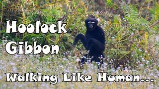 Hoolock Gibbon | India's only Ape | Little Man of The Forest | Funny Walk of Hoolock Gibbon |