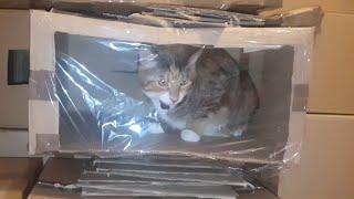 Kings (and Queens) of the Cardboard Castle! | Manchester Moggies