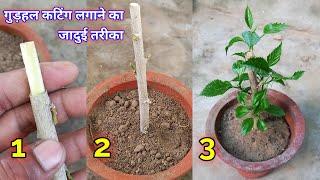 गुड़हल कटिंग लगाने का जादुई तरीका । gudhal cutting kaise lagaye / Hibiscus from Cuttings / Hiibiscus