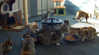 Gathering of Hungry Strays