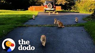 Couple Buys A Farmhouse That Came With 16 Cats | The Dodo Heroes