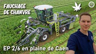 Mowing hemp with this impressive machine | EP2/6 in the plain of Caen