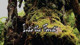 Into the Forest | Cinematic Video