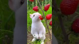 Al  quran #short ( islamic info @) whats up  stetus #