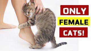 Super Weird Things Only Female Cats Do for Their Owners and Why!