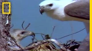 Eagle vs. Eagle in Mid-Air | National Geographic