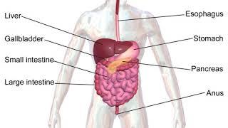 Digestion | Wikipedia audio article