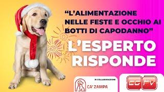 L' alimentazione del cane nelle feste e attenzione ai botti di capodanno