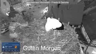 2024 09 28 Storchennest Höchstadt, Guten Morgen aus Höchstadt, Frieda ist daRegenwetter