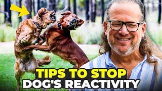 Stop Dog Reactivity | 5 Training Techniques That Work!