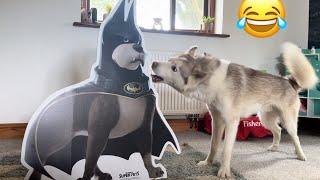 Hilarious Husky Reaction To Life Size Super Pets Movie Cut Out!. [BEST REACTION EVER!]