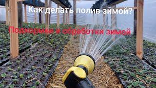 Полив рассады в зимнее время. Нужен или нет???