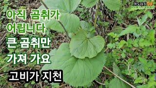 고산은 곰취가 아직!!곰취와 동의나물 구별은 이렇게...