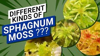  What Are The Different Kinds Of Sphagnum Moss  (I have 4 species and they don't grown the same)