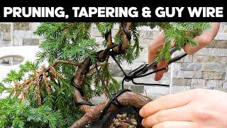 Bonsai a cascata di ginepro squamato - Tecniche di rastremazione del tronco e di legatura