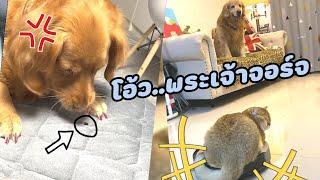 รวมคลิปหมาแมวตลกๆฮาๆ สัตว์เลี้ยงน่ารัก l Smile Animal funny cat videos & funny dog