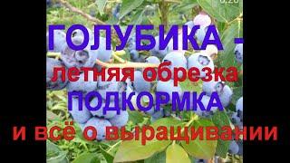 32. ГОЛУБИКА  -  все секреты выращивания ПО КАНАДСКОЙ ТЕХНОЛОГИИ!