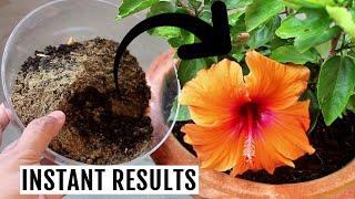 Best Organic Fertilizer for Hibiscus To Increase Flowering