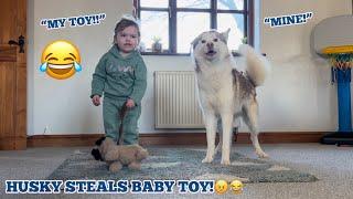 Giant Husky Puppy STEALS Babies New Dog!. [BABY IS NOT HAPPY!!]