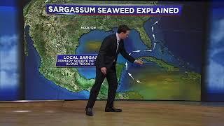 Will the Sargassum seaweed 'blob' impact Texas? Here's what we know